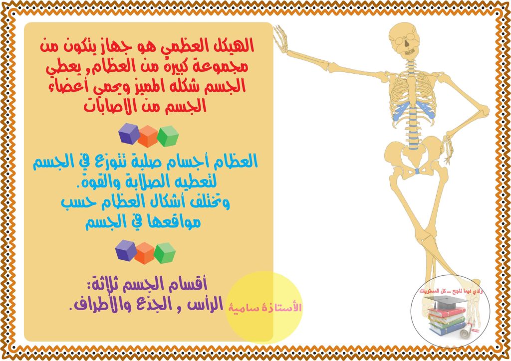 الهيكل العظمي مكوناته و أهميته