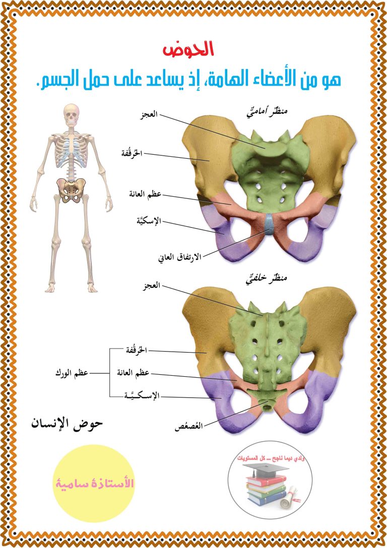 الهيكل العظمي مكوناته و أهميته ـ سنة خامسة | مدرستي الخاصّة | Madrasati ...