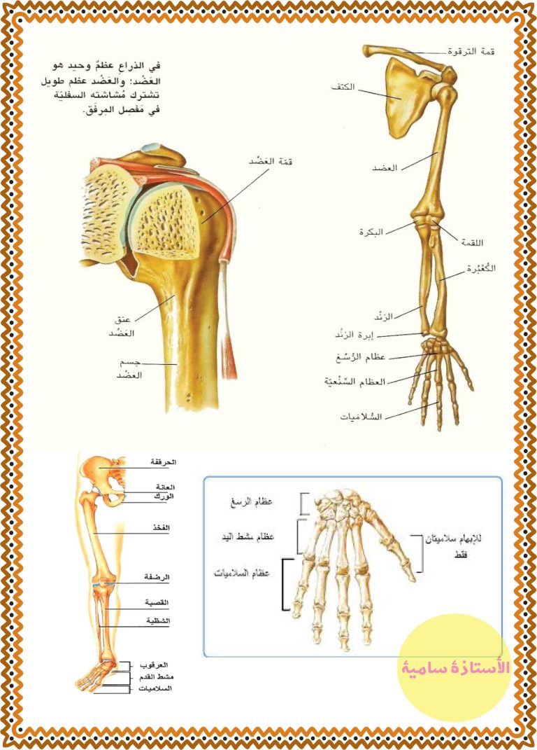 الهيكل العظمي مكوناته و أهميته ـ سنة خامسة | مدرستي الخاصّة | Madrasati ...